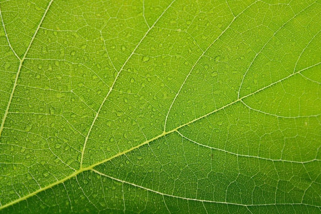 Blatt Makroaufnahme Kratombaum - ein Zauberbaum und seine Geschichte