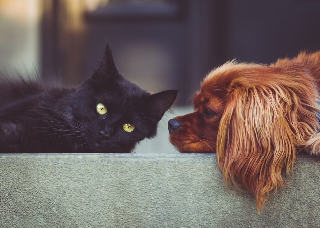 Hund und Katze im Wohnzimmer Die effektive Versorgung von wichtigen Nährstoffen bei Hund und Katze