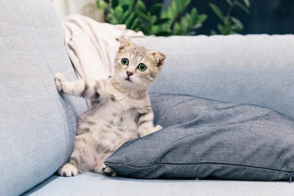 Katze sitzt auf Couch und guckt lustig Katze als Haustier Vor- und Nachteile
