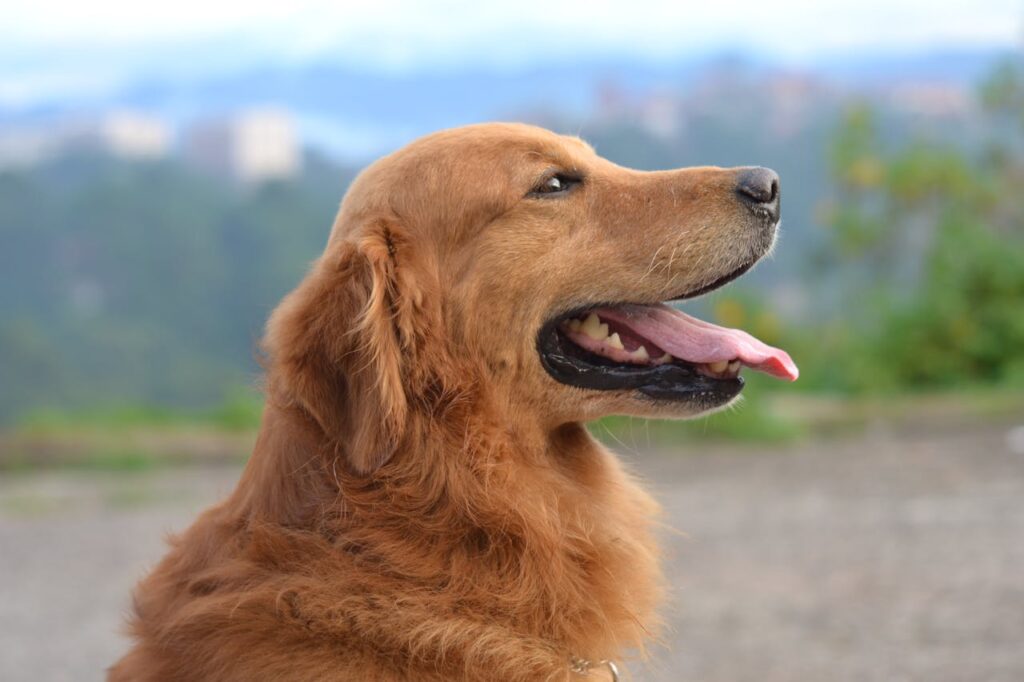 Hund Portrait seitlich Natur An diese Dinge sollte man denken, wenn man mit dem Hund auf Achse ist