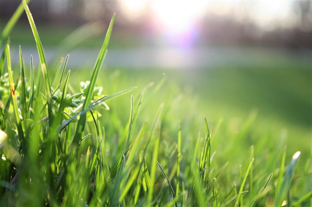 Garten Gras Sonne Einfache und sinnvolle Gartengestaltung von heute