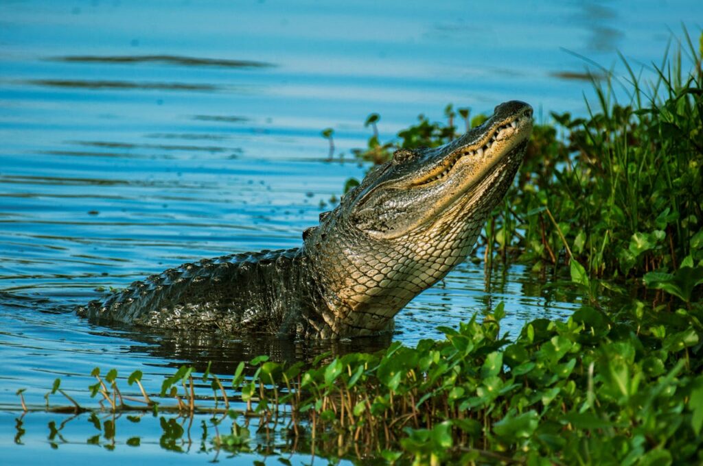 Krokodil im Wasser Krafttier Krokodil spirituelle Bedeutung